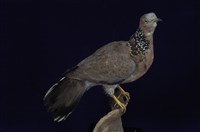 藏品(斑頸鳩)的圖片